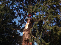 Checking of safety of trees